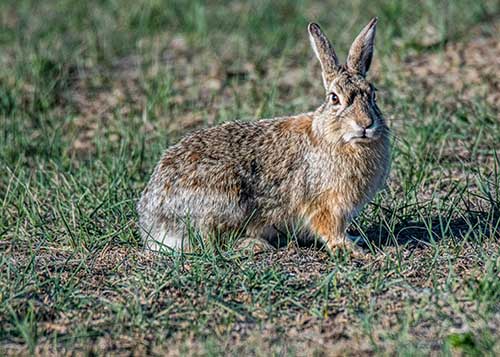 rabbit in field of grass